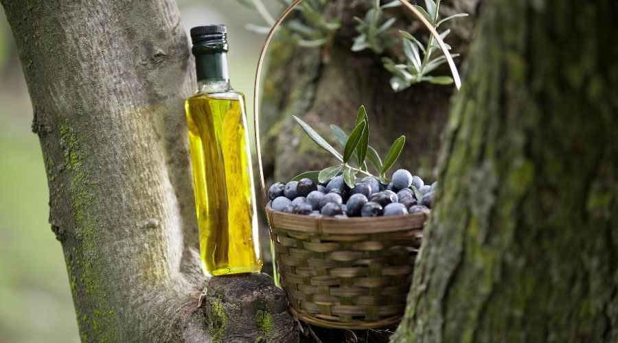 Gemlik Zeytini Nasıl Seçilir ve Saklanır?